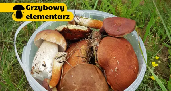 Jak mrozić surowe grzyby, by zachować ich smak i świeżość przez długi czas